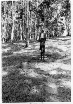 Boy carrying bucket of latex among rubber trees