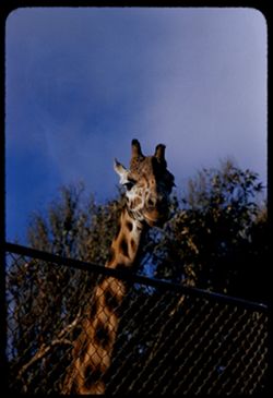 Giraffe Fleishhacker Zoo