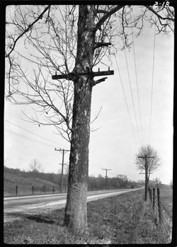 Sycamore tree with telephone crossbar, Country Club, Martinsville