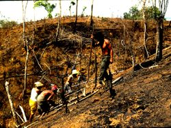 Man making holes, women planting rice