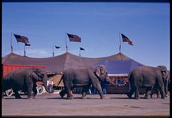 Elephants All coupled up. Ringling - B+B Circus. Chicago