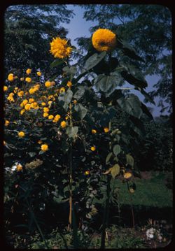 Jackson Pk's tall sunflowers [ cfr. 2046.22 ]