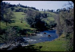 Cows fording Sutter Creek in California's Mother Lode country.