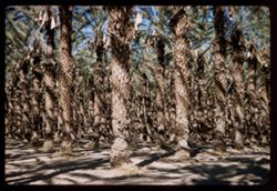 Date palm grove near Palm Desert Riversideca, Calif.