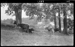 Cows at Martinsville, July 14, 1907, 2 p.m., visited W.P. and Carl Winterrowd