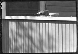 Cowbird at T.J. Huggins home, Martinsville