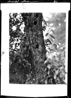 Bluebird's nest in tree--I.O.O.F. lot