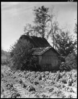 House and tobacco shed on Columbus road, beyond Kirts'