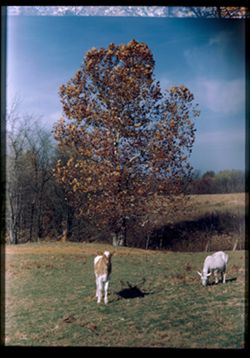 Calf and Goat Late autumn - 44