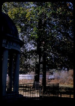 Magnolia at Andrew jackson's tomb Garden of the Hermitage