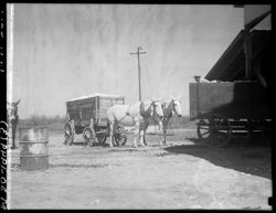 Wagon load of cotton, with mules, near cotton gin in Mississippi