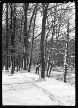 McLary beech grove, more foreground