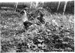 Cutting back roadside vegetation in Division 2