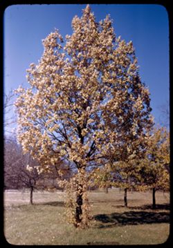 Little Oak Quercus Robur Arb. W. [near L. Marmo]