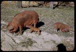 Farmer Hoernig's Sow and pigs