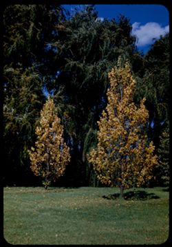 Arboretum E Little Lindens + willows Tilia Americana Fastigiata