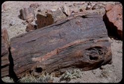 Section of fallen tree that once served as a bridge Petrified Forest