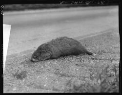 Dead ground hog on state road above Waverly