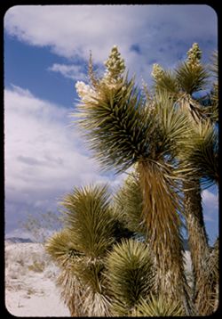 Joshua tree. Near Ricardo, Calif. Mojave desert.