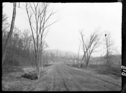 Trees and roadway approaching bend near washboard road and Helmsburg Pike