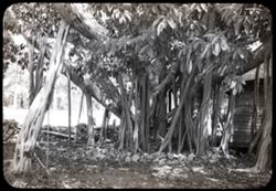 39-J-34= Banyan tree Florida Cit, Fla.