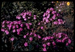 pink phlox. Circle garden, Jackson Pk.