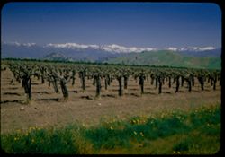 Ridge of high Sierra Nevada from vineyard east of Visalia, Calif.