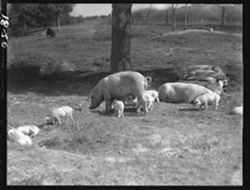 Charley McGee hogs, near Needmore