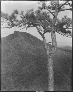 Mountain view with pine tree in foreground, North Carolina, perpendicular (orig. neg.)