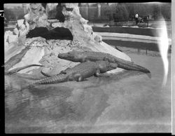 Alligators in Audubon park, N.O.