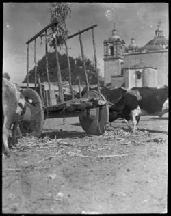 Oxen and cart, good study of cart, at Tlacolula Market