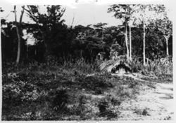 "Kitchen" on land cleared for rice farming