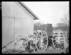 Old buggy and chickens, Lon Weddle's