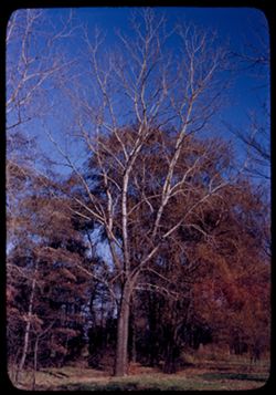 Tall linden along Du Page river Arboretum E