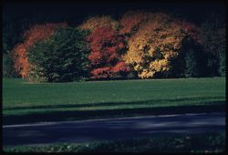 Fall colors across a meadow in Morton  Arboretum W