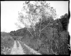 Silvery poplars, flowered roadway, Berry's along