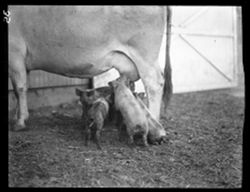 Pigs "milking" cows at Doc Tilton's