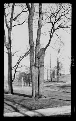 Tree at spring, Brookside Park, March 13, 1910, p.m.