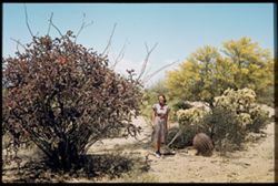 Large Blooming Cholla , Barrel cactus, cursco Cholla, Palo Verde. Tucson Mtn. Pk.