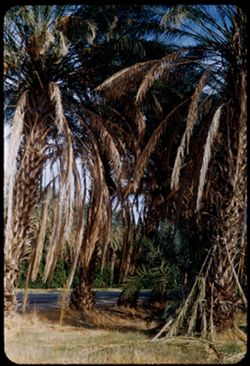 Date palms near Indio, Calif.