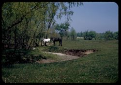 Horses white and black  N.E. Porter county Indiana