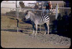 Zebra at Fleishhacker Zoo