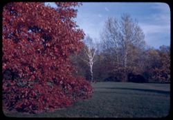 Pin Oak Arboretum In meadow along Simonds road. C.W. Cushman