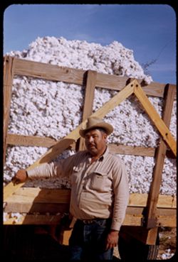 Jaun Lopez is foreman of crew of cotton pickers on large rance between Tucson & Nogales.
