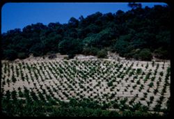 A Napa valley vineyard near St. Helena, Calif.
