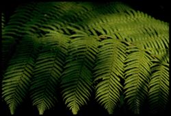 Giant fern Strybing Arobretum R