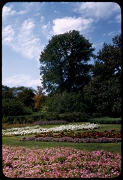Flowers in former Rose Garden Jackson Park
