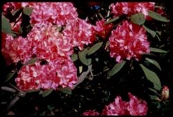 Pink Rhododendron. Golden Gate Park.