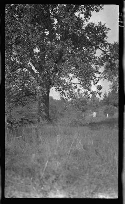 Poplar tree in Gnaw Bone cemetery