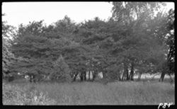 Trees where green heron nested, Shadeland